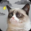 Grumpy Cat Weather
