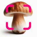 Mushroom Identification